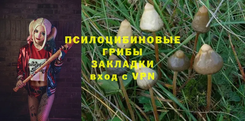 Псилоцибиновые грибы Psilocybine cubensis  купить   Новомосковск 